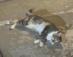 Found/Stray Female Cat last seen Blackberry Run neighborhood on Blackberry Lane, Conyers, GA 30094, Rockdale County, GA 30094