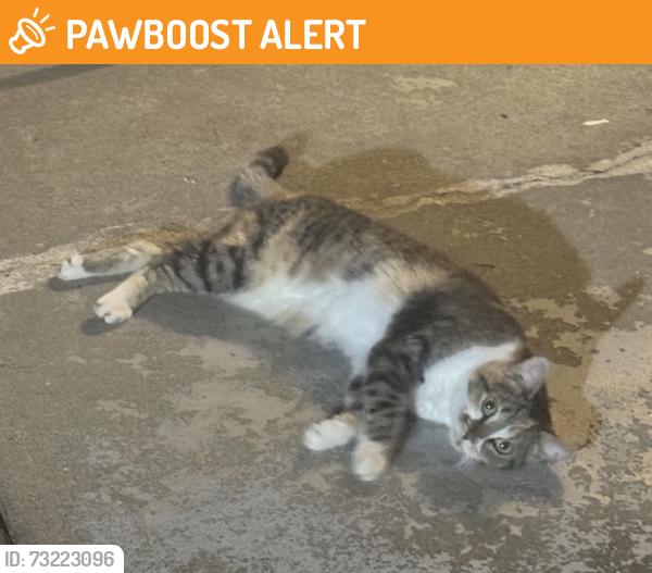 Found/Stray Female Cat last seen Blackberry Run neighborhood on Blackberry Lane, Conyers, GA 30094, Rockdale County, GA 30094