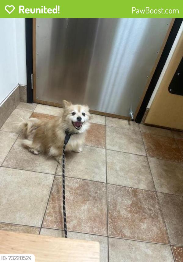 Reunited Female Dog last seen Near 32nd Ave Lacey, WA, Lacey, WA 98516