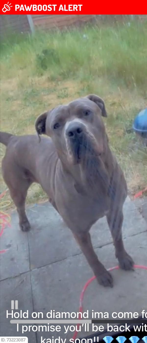 Lost Female Dog last seen Edenthorpe Doncaster dn3 2rb, Edenthorpe, England DN3 2RB