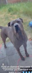 Lost Female Dog last seen Edenthorpe Doncaster dn3 2rb, Edenthorpe, England DN3 2RB