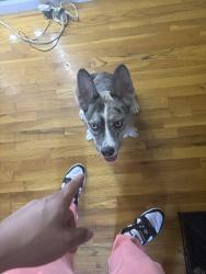 Found/Stray Female Dog last seen Cortona Park, The Bronx, NY 10459