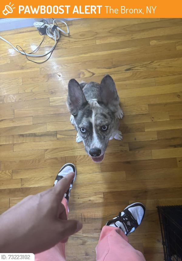 Found/Stray Female Dog last seen Cortona Park, The Bronx, NY 10459