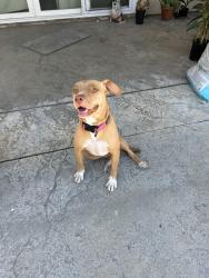 Reunited Female Dog last seen Near Sprouts, Highland, CA 92346
