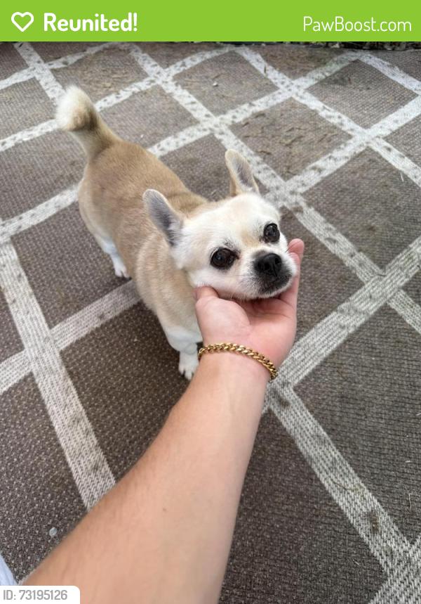 Reunited Male Dog last seen city hall florida city, Florida City, FL 33034