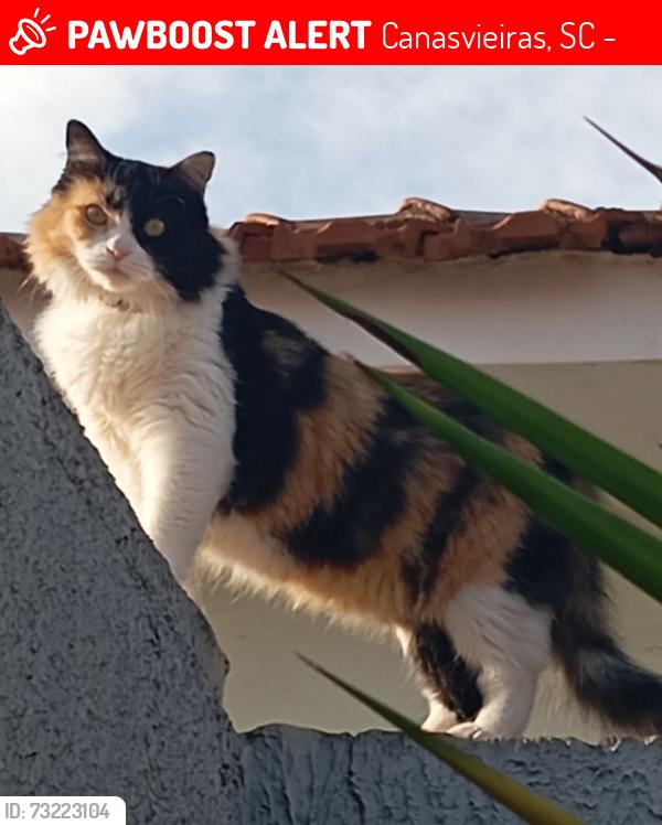 Lost Female Cat last seen Próximo ao Assadão, Canasvieiras, SC 88054-120