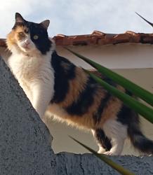 Lost Female Cat last seen Próximo ao Assadão, Canasvieiras, SC 88054-120