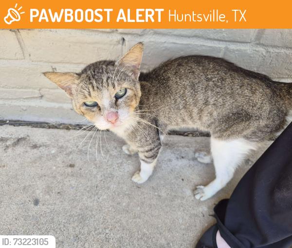 Found/Stray Male Cat last seen The Vineyard apmts, Huntsville, TX 77340