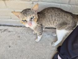 Found/Stray Male Cat last seen The Vineyard apmts, Huntsville, TX 77340