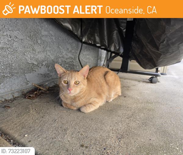 Found/Stray Unknown Cat last seen Redondo Dr/ Libby Elementary, Oceanside, CA 92057