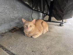 Found/Stray Unknown Cat last seen Redondo Dr/ Libby Elementary, Oceanside, CA 92057