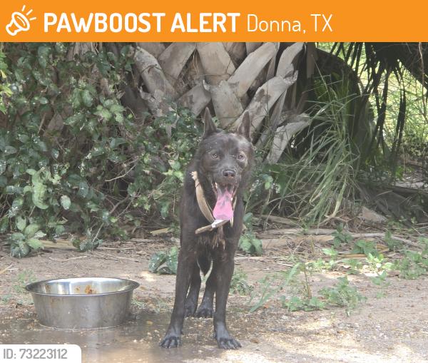Found/Stray Male Dog last seen Bus hwy 83, Donna, TX 78537