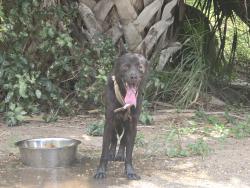 Found/Stray Male Dog last seen Bus hwy 83, Donna, TX 78537