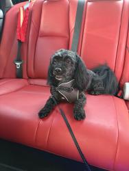 Reunited Male Dog last seen joslin st., North Providence, RI 02911