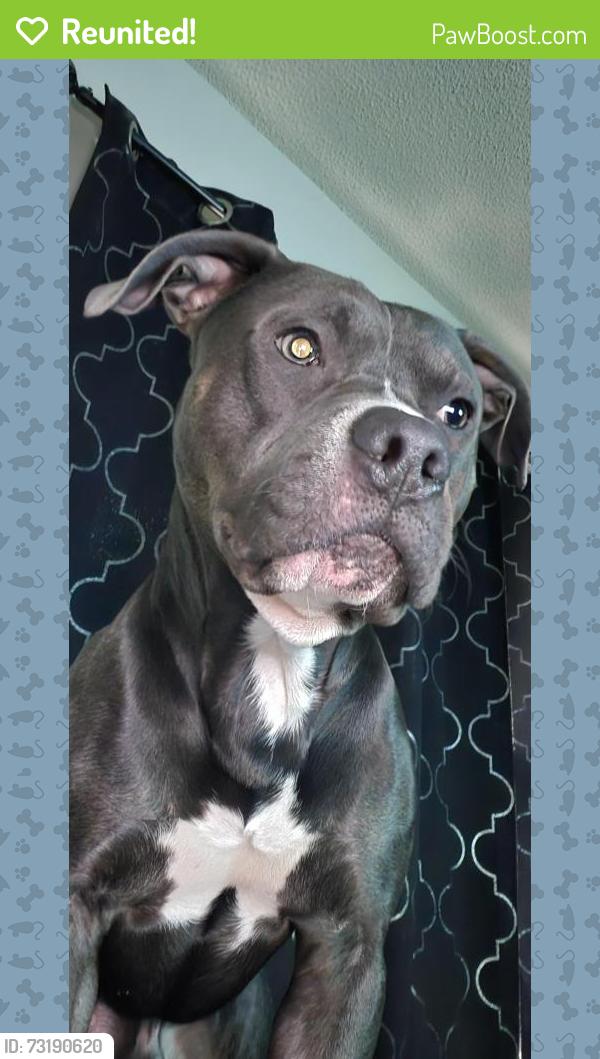 Reunited Male Dog last seen Hamilton St, Cuming St, Omaha, NE 68131