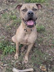 Shelter Stray Female Dog last seen 30TH STREET, 2020 Forest St, Jacksonville, FL 32204, USA
