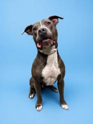 Shelter Stray Male Dog last seen Near BLOCK BROCKWAY, 2020 Forest St, Jacksonville, FL 32204, USA