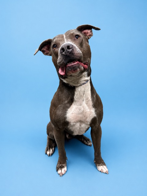 Shelter Stray Male Dog last seen Near BLOCK BROCKWAY, 2020 Forest St, Jacksonville, FL 32204, USA