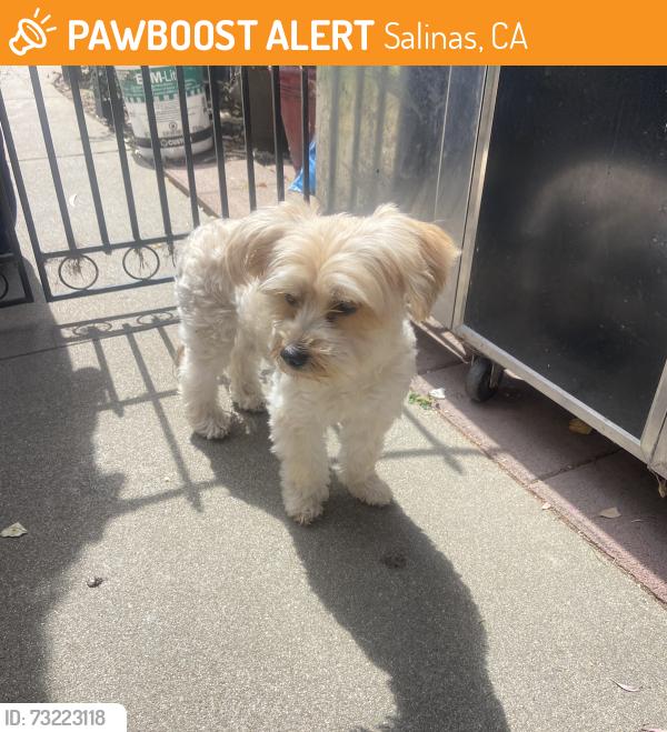 Found/Stray Female Dog last seen Adams st, Salinas, ca, Salinas, CA 93906