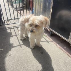 Found/Stray Female Dog last seen Adams st, Salinas, ca, Salinas, CA 93906