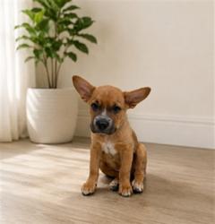 Shelter Stray Male Dog last seen , 38550 Sierra Hwy, Palmdale, CA 93550, USA