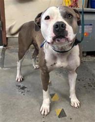Shelter Stray Female Dog last seen , 600 Aviation Dr, Camarillo, CA 93010, USA