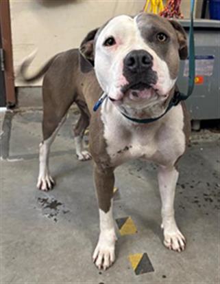 Shelter Stray Female Dog last seen , 600 Aviation Dr, Camarillo, CA 93010, USA