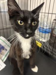 Shelter Stray Male Cat last seen , 14409 Vanowen St, Van Nuys, CA 91405, USA