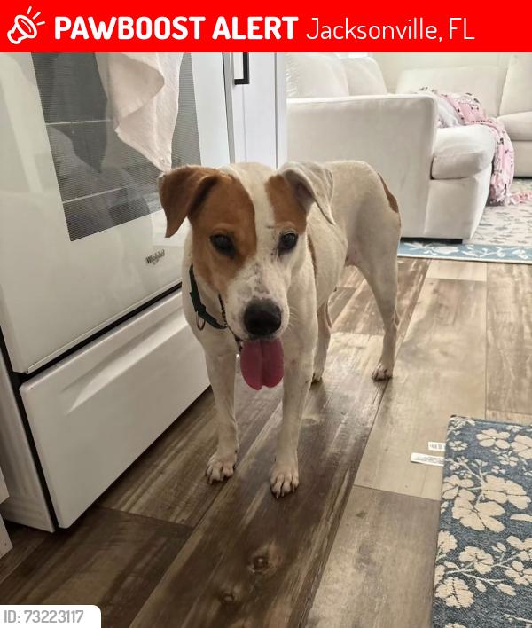 Lost Female Dog last seen Duval charter school at westside, Jacksonville, FL 32210