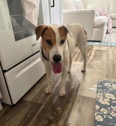 Lost Female Dog last seen Duval charter school at westside, Jacksonville, FL 32210