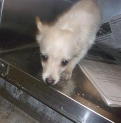 Shelter Stray Male Dog last seen , 14409 Vanowen St, Van Nuys, CA 91405, USA