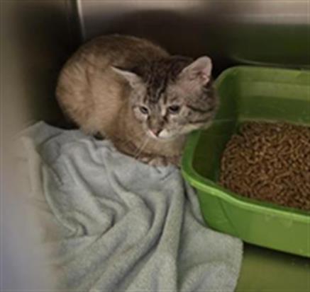 Shelter Stray Male Cat last seen Near BLOCK W KINTAIL CT, 4522 W 3500 S, West Valley City, UT 84120, USA