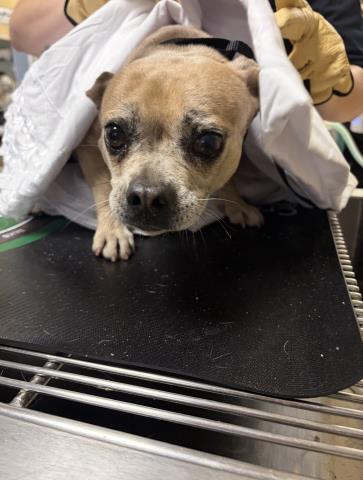 Shelter Stray Female Dog last seen Near BLOCK CHABLIS AVE, JURUPA VALLEY, CA, 6851 Van Buren Boulevard, Jurupa Valley, CA 92509, USA