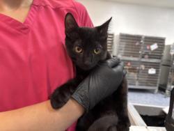 Shelter Stray Male Cat last seen Near BLOCK 66TH AVE, 72050 Pet Land Pl, Thousand Palms, CA 92276, USA