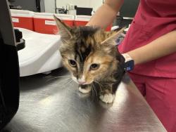 Shelter Stray Female Cat last seen Near BLOCK VARNER RD, PALM DESERT, 72050 Pet Land Pl, Thousand Palms, CA 92276, USA