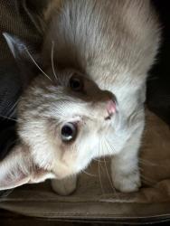 Shelter Stray Female Cat last seen Near BLK ASHE RD, BAKERSFIELD, CA, 201 S Mt Vernon Ave, Bakersfield, CA 93307, USA