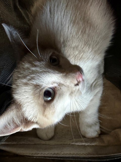 Shelter Stray Female Cat last seen Near BLK ASHE RD, BAKERSFIELD, CA, 201 S Mt Vernon Ave, Bakersfield, CA 93307, USA