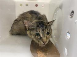 Shelter Stray Female Cat last seen Near BLOCK N 53RD ST, 3839 W Burnham St, West Milwaukee, WI 53215, USA