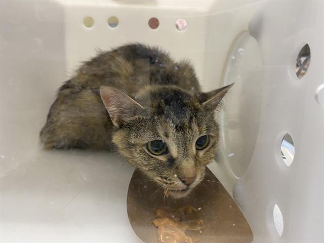 Shelter Stray Female Cat last seen Near BLOCK N 53RD ST, 3839 W Burnham St, West Milwaukee, WI 53215, USA