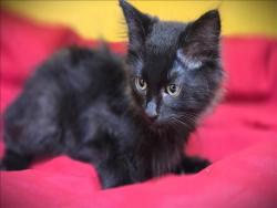 Shelter Stray Male Cat last seen , 3201 Lacy St, Los Angeles, CA 90031, USA