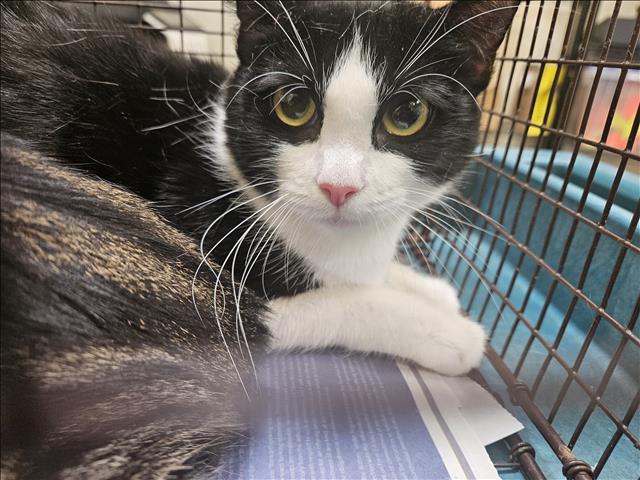 Shelter Stray Female Cat last seen , 3201 Lacy St, Los Angeles, CA 90031, USA