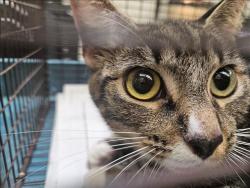 Shelter Stray Female Cat last seen , 3201 Lacy St, Los Angeles, CA 90031, USA