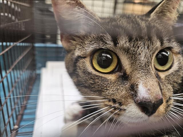 Shelter Stray Female Cat last seen , 3201 Lacy St, Los Angeles, CA 90031, USA