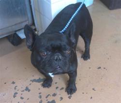 Shelter Stray Male Dog last seen DIVISION ST AND MESA AVE, 130 Beyer Way, Chula Vista, CA 91911, USA
