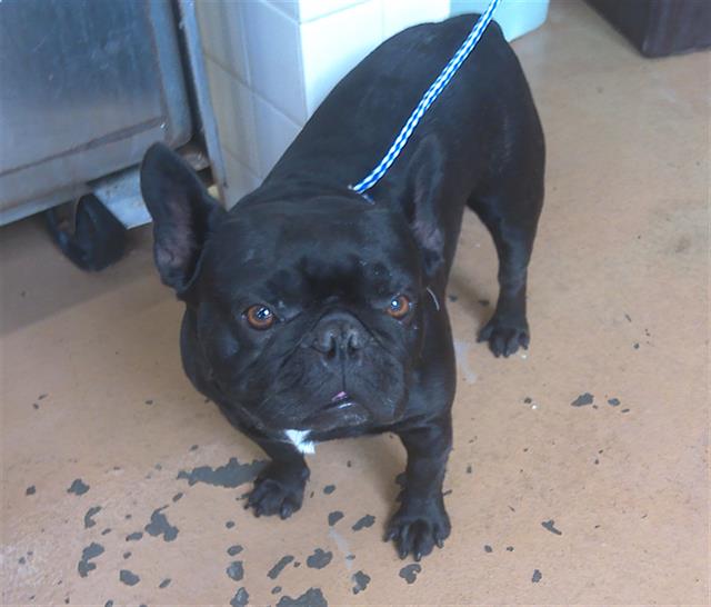 Shelter Stray Male Dog last seen DIVISION ST AND MESA AVE, 130 Beyer Way, Chula Vista, CA 91911, USA