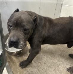 Shelter Stray Male Dog last seen 3RD X TIPPICANOE, 333 Chandler Pl, San Bernardino, CA 92408, USA