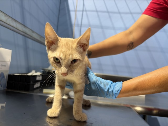 Shelter Stray Male Cat last seen MOUNT VERNON AND VINE, 333 Chandler Pl, San Bernardino, CA 92408, USA