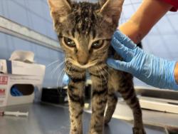 Shelter Stray Male Cat last seen MOUNT VERNON AND VINE, 333 Chandler Pl, San Bernardino, CA 92408, USA