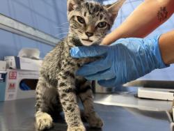 Shelter Stray Male Cat last seen MOUNT VERNON AND VINE, 333 Chandler Pl, San Bernardino, CA 92408, USA