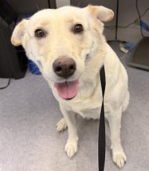 Shelter Stray Female Dog last seen , 4275 Elton St, Baldwin Park, CA 91706, USA